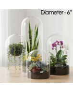 glass dome cloches