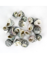 1.5"-3" Grey Striped Trochus Stellatus Bowl Vase Fillers