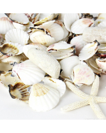 Assorted Natural Beach Sea Shells