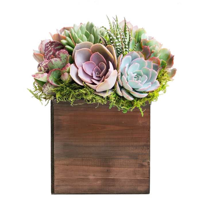 Square Cube Planter Wood Box with Plastic Liner 6" x 6" x 6"