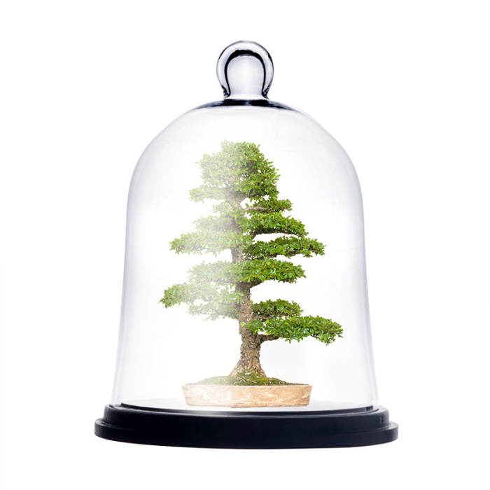 Glass Cloche Terrarium With Black Wood Base 13" x 10"
