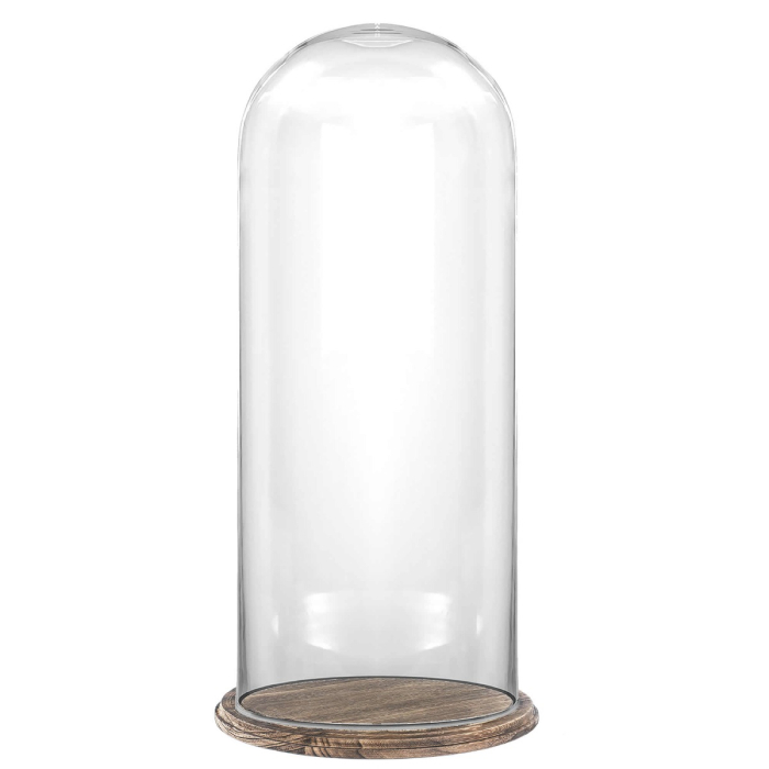 20 inches glass dome with wood brown base