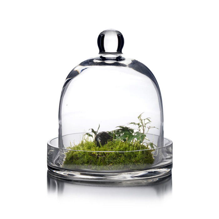 Glass Dome Cloche Plant Terrarium Bell with Glass Tray 8" x 5.5" Clear (Wholesale Pack of 4)