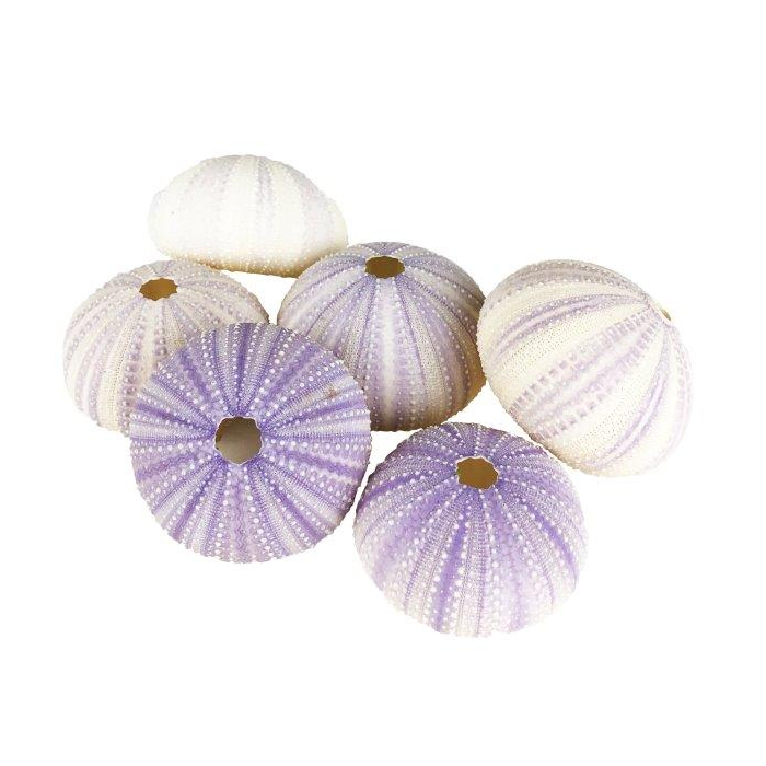 purple sea urchin shells