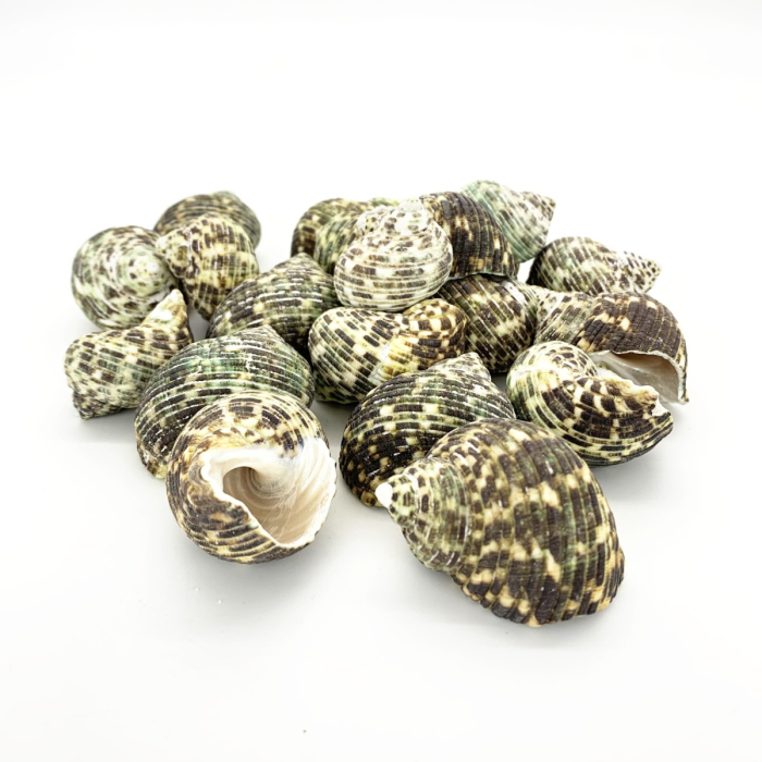 1.5"-2" Green Stripe Turbo Argyrostomus Bowl Vase Fillers