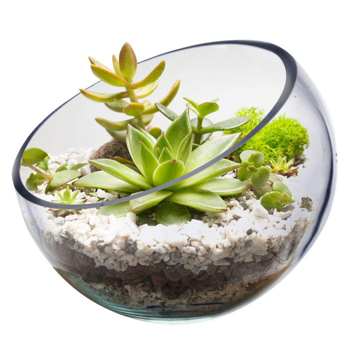 Glass Slanted Cut Asymmetrical Glass Bowl Vase Plant Terrarium Pod  H-9" x D-8.5 Clear (Wholesale Pack of 4)
