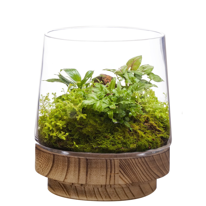 glass terrarium vase