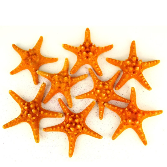 5"-6" Sunset Orange Knobby Horned Sea Star Vase Fillers