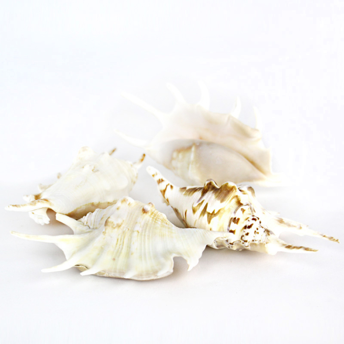 4"-4.5" White Lambis Spider Conch Bowl Vase Fillers