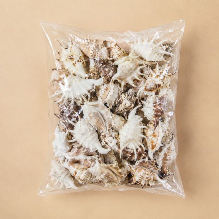 White Lambis Spider Conch Sea Shells, 4" - 4.5" (100 pcs/Case)