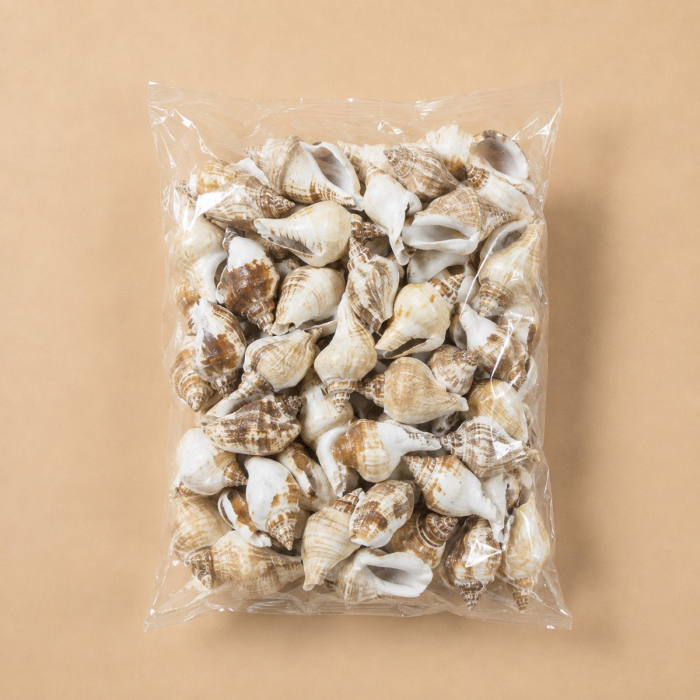 Creamy Brown Strombus Canarium Sea Shells, 2"-2.75" (26.4 lbs/Case)