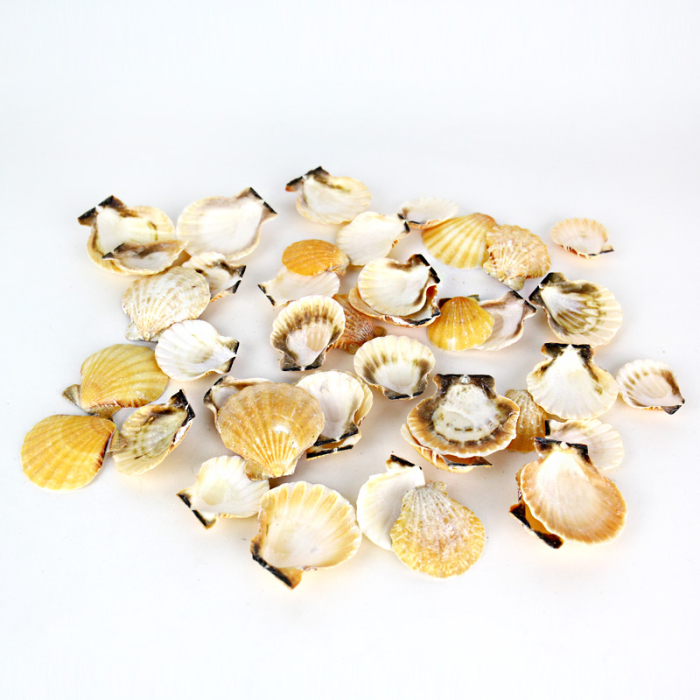 1"-2" Light Cream Brown Orange Pecten Vexillum Fan Shells Bowl Vase Fillers