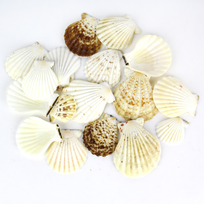 2.5"-3.25" Cream and Brown Pecten Vexillum Radiola Fan Shells Vase Fillers