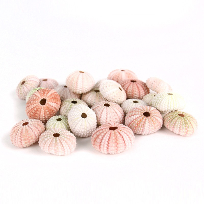 1.25"-2" Multiple Color Natural Sea Urchin Shells Bowl Vase Fillers
