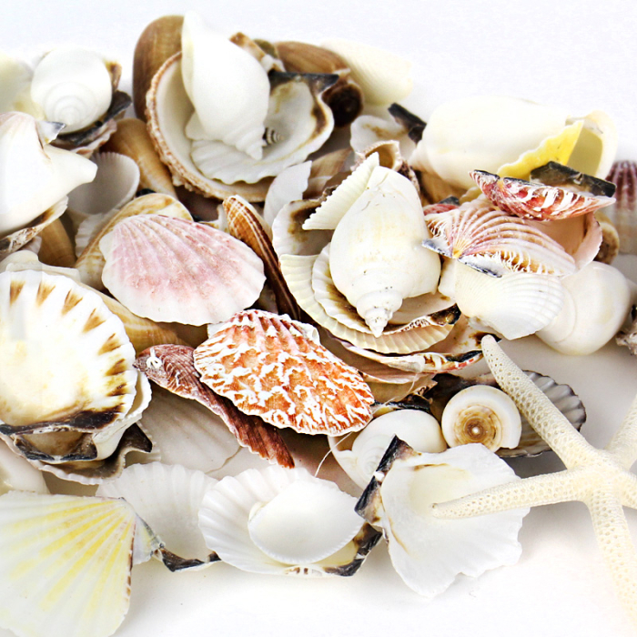Assorted Natural Beach Sea Shells