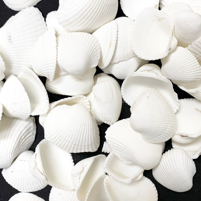 1"-2" White Arca Ovalis Blood Ark Clam Shell Vase Fillers