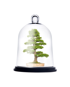 Glass Cloche Terrarium With Black Wood Base 13" x 10"
