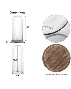 20 inches glass dome with wood brown base