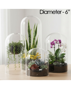 glass dome cloches