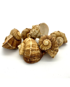 2"-2.5" Rapana Rapiformis Natural Brown Color Bowl Vase Fillers