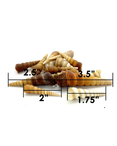 1.5"-3" Brown Cream Tan Terebra Turritella Cone Shell Bowl Vase Fillers