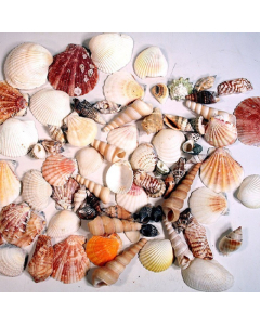 Natural Mixed Shells in Bulseta Bag Bowl Vase Fillers