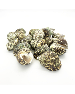1.5"-2" Green Stripe Turbo Argyrostomus Bowl Vase Fillers