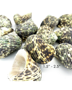 1.5"-2" Green Stripe Turbo Argyrostomus Bowl Vase Fillers