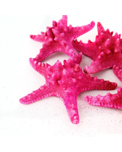 5"-6" Fuchsia Pink Knobby Horned Sea Star Vase Fillers