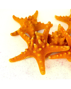 5"-6" Sunset Orange Knobby Horned Sea Star Vase Fillers