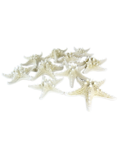 5"-6" White Knobby Horned Sea Star Vase Fillers