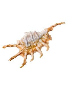 4"-4.5" White Lambis Spider Conch Bowl Vase Fillers