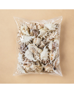 White Lambis Spider Conch Sea Shells, 4" - 4.5" (100 pcs/Case)