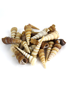 1.5"-3" Brown Cream Tan Terebra Turritella Cone Shell Bowl Vase Fillers