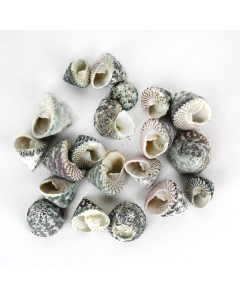 1.5"-3" Grey Striped Trochus Stellatus Bowl Vase Fillers