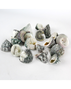 1.5"-3" Grey Striped Trochus Stellatus Bowl Vase Fillers