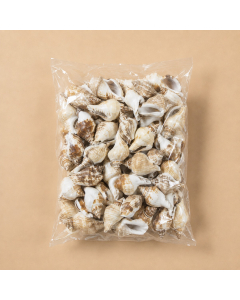 Creamy Brown Strombus Canarium Sea Shells, 2"-2.75" (26.4 lbs/Case)