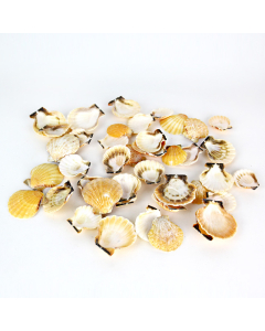 1"-2" Light Cream Brown Orange Pecten Vexillum Fan Shells Bowl Vase Fillers