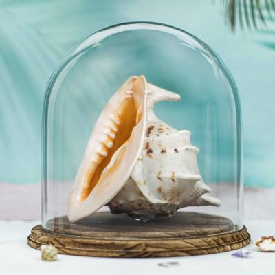Why Glass Cloches and Domes Are the Décor Trend Everyone’s Embracing